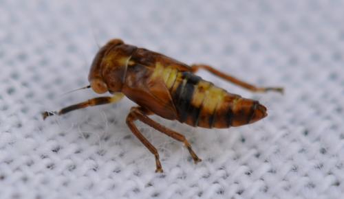 Réf. 285 411 : Rhytidodus decimusquartus